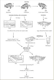 How To Farm Nile Tilapia The Fish Site