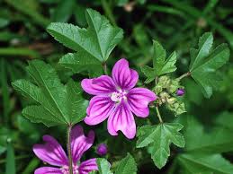Impastato gallery and art therapy 1901 u.s. Malva Sylvestris Wikipedia