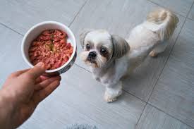 How Much Food Should A Shih Tzu Eat Shihtzuandyou Com