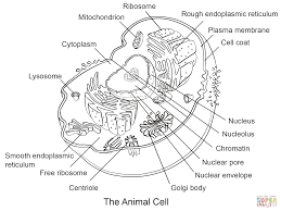 Biology corner answer key biology corner animal cell coloring x biology. Animal Cell Coloring Page Coloring Home