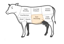 The 7 Stages Of Beef Cattle Production Alberta Cattle