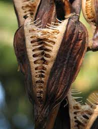 Cardiocrinum giganteum is a member of the cardiocrinum genus in the family liliaceae. Cardiocrinum Pacific Bulb Society
