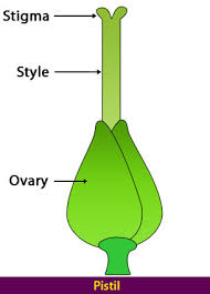 The anther is a lobed structure which produces pollen grains. Parts Of A Flower Flower Parts Flower Structure Science Lessons