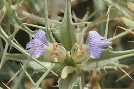 Image result for Blepharis integrifolia