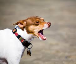Whether the dog is in the house or out in the yard, he may be protecting his home from passing cars, someone. Should I Let My Dog Bark
