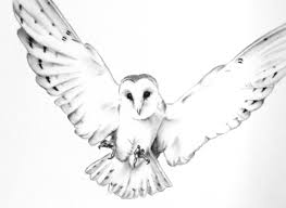 Pin By Ma Go On Artful Ink Barn Owl Drawing Owls Drawing Owl Sketch