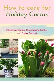 To care for your thanksgiving cactus, allow the soil to dry out during resting periods, or in other words, when it is not producing blooms.water only when the soil is dry to the touch. How To Care For Holiday Cactus Aka Christmas Thanksgiving And Easter Cactus Natalie Linda Holiday Cactus Easter Cactus Christmas Cactus
