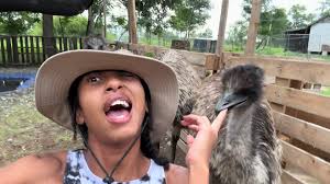 A peek into what it’s like having Emu! We run a nonprofit Wildlife  Refuge!(Kyle’s Wildlife Refuge) We plan