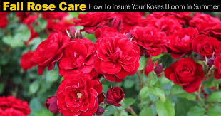 Remove any rocks, sticks, grass and weeds. Fall Rose Care How To Insure Your Roses Bloom In Summer