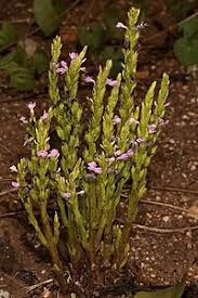 Image result for Striga junodii