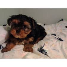 Yorkshire terrier, or yorkie puppies, are irresistibly cute, as you can see from their adorable pictures. Oregon Live Pets Yorkie Petscare