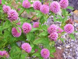 Red Clover Trifolium Pratense Is Known As Cayir Ucgulu In Turkey It Can Be Found In The Pastures And Has Edible Plants Edible Wild Plants Edible Garden