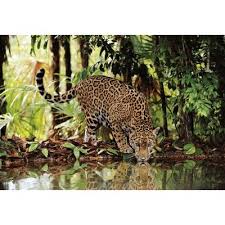 Monuments, buildings, mountain vistas can all transform into a fun photo puzzle. Clementoni High Quality Collection Animals Leopard Jigsaw Puzzle 2000 Pieces Toys Buy Online In South Africa From Loot Co Za