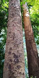 Image result for Embelia xylocarpa