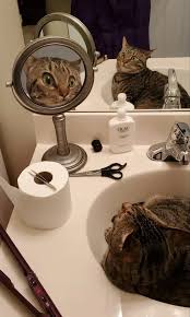 A Photo Of Roscoe The Cat Looking At A Magnifying Mirror Has Taken The Internet By Storm Funny Cat Pictures Cat Pics Funny Cats