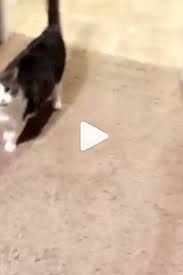 Ouch Beautiful Reactions Cute Cats Dog Cat Cats