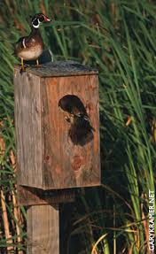 Our duck house plans let us have an open end on each side, but if yours will have a door, it should be at least 14 inches in width and 14 inches in height. Wood Duck Boxes