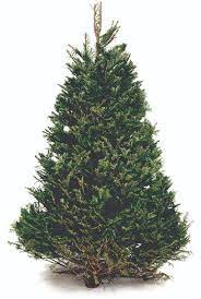 Check spelling or type a new query. Christmas Tree Composting Program