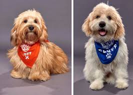 Maybe you would like to learn more about one of these? Two Puppies Adopted From Virginia Beach Spca To Compete In This Year S Puppy Bowl Wavy Com
