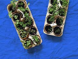 Growing your own vegetables is not only easy but it will also save you money. Growing Vegetables Indoors 8 Veggies You Could Even Grow In A Condo