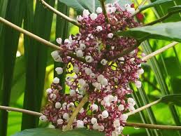 Image result for Urera