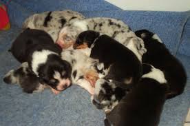 Our premium express services promises delivery to given time in major cities, including next day delivery, prime time plus. Regulations Related To Dog Breeding In India Ipleaders