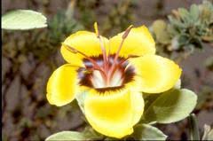 Image result for Viridivia suberosa