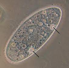 Jul 25, 2021 · general features of plant cell. Vacuoles Development Types Functions And Microscopy