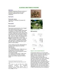 Image result for Alepidea amatymbica