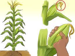 How to make a small vegetable garden at home. How To Make A Small Vegetable Garden With Pictures Wikihow