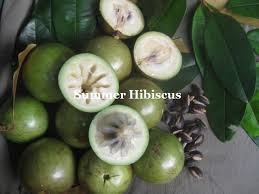 It is one of the most attractive tropical fruit trees. Star Apple Growing An Avocado Tree Fruit