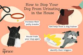 I am no expert and no one to judge you. Reasons Why Your Dog Is Peeing In The House And How To Stop It