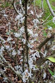 Image result for Pleiocarpa