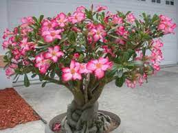 Trothic Gardens Adenium Bonsai Flower Plant 1 Small Live Seedling Pink Price In India Buy Trothic Gardens Adenium Bonsai Flower Plant 1 Small Live Seedling Pink Online At Flipkart Com