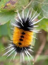 Black And White Striped Caterpillar With Orange Head Spotted Tussock Moth Caterpillar Beautiful Bugs Woolly Bear Bugs And Insects