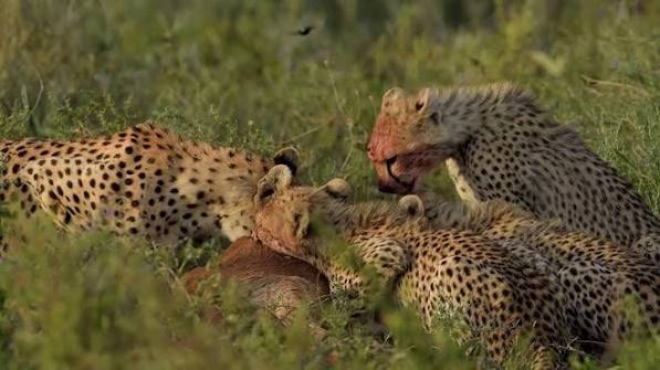 Cheetah And Cubs Eating Prey Antelope In Tanzania Grassland by Wildlife and Nature studios - Stock Video | Motion Array
