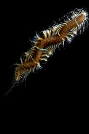 Image result for Polystachya polychaete