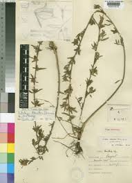 Image result for Kotschya