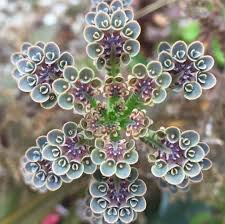 Mother Of Thousands Kalanchoe Planten Ongewone Bloemen En Cactus Bloem