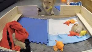 Loving, loyal, and faithful to a blame, the carefree retriever makes a. Dog Parent Mother Golden Retriever Tries To Console Her Whining Puppies By Bringing Them Her Toys Daily Mail Online
