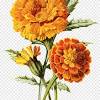Growing marigolds adds a bold splash of color and deters unwanted garden pests. Https Encrypted Tbn0 Gstatic Com Images Q Tbn And9gctiuta2o0e7ygewgvhxfchuwunsczgorj0wjbgoc1w7lyh7u9fg Usqp Cau