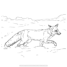 Site Search Discovery Powered By Ai Fox Coloring Page Animal Drawings Animal Coloring Pages