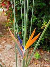 Image result for Strelitziaceae