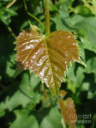 We did not find results for: Shiny Wild Grape Leaf Photograph By Paula Talbert