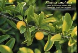 Image result for Ximenia afra