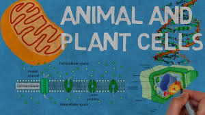 We did not find results for: Animal And Plant Cells What Are They What Is Their Functions Youtube