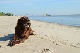 Direkt Am Elbstrand Elbblick 9000 Qm Grundstuck Ferienhaus Strandkajute In Drochtersen Elbinsel Krautsand Nied Hundestrand Urlaub Mit Hund Ferien Mit Hund