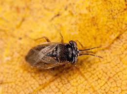 Image result for Cyperus breviradius