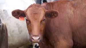 Image result for hoof disease chart for cow