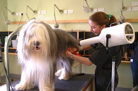 Image result for Pet groomer: